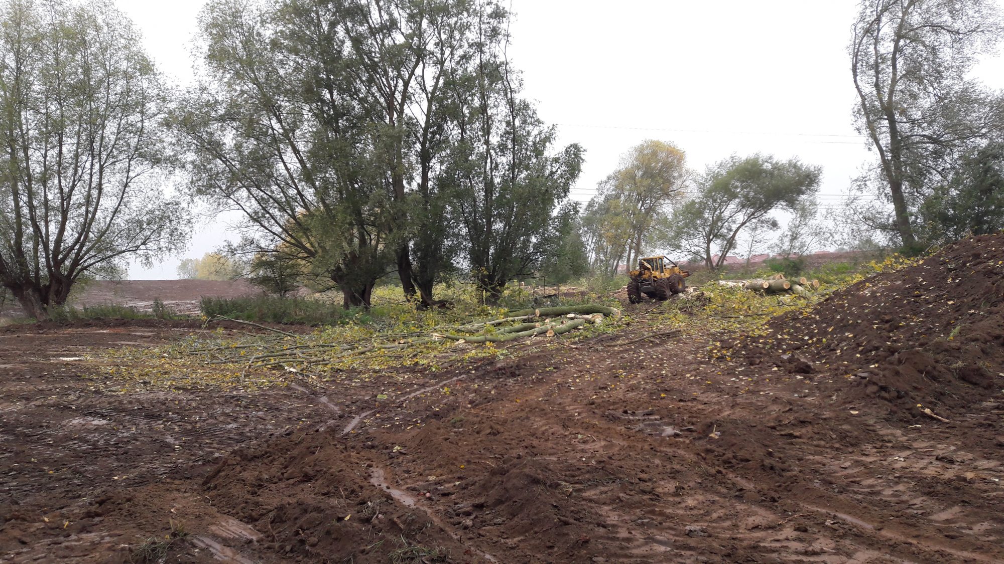 Les arbres de moindre intéret écologique abattus (peupliers)